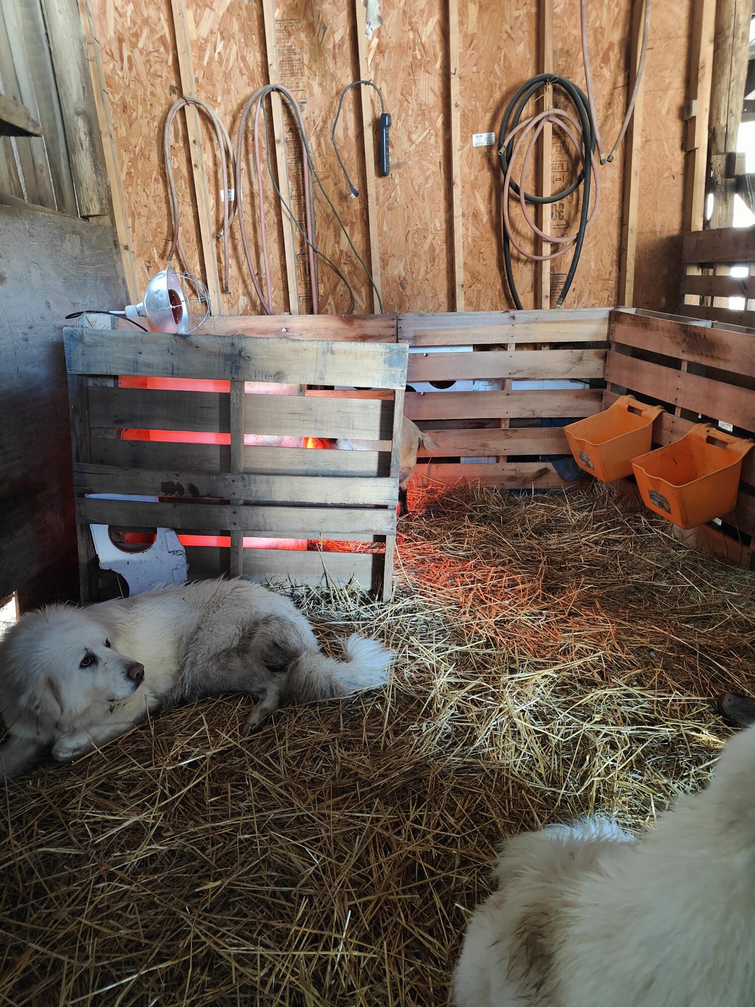 2006 Reed Branch Road Manchester, KY 40962 - Photo 17 of 53 puppies keeping warm in barn
