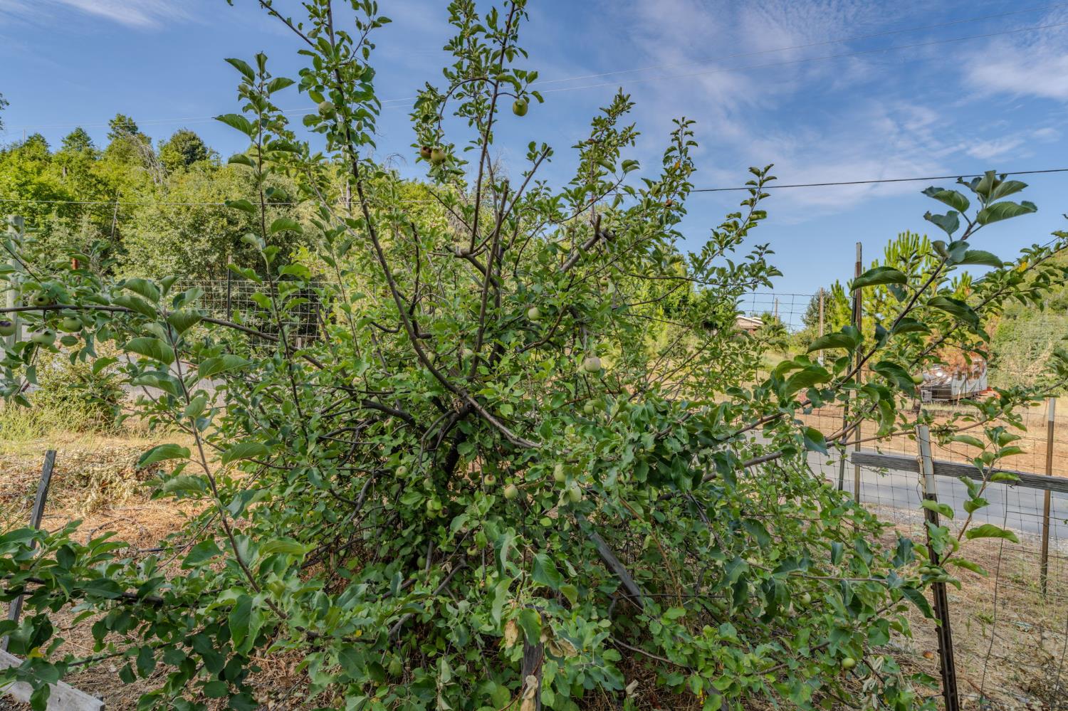 9307 Sun Road Mountain Ranch, CA 95246 - Photo 83 of 96 Gallery Image 83