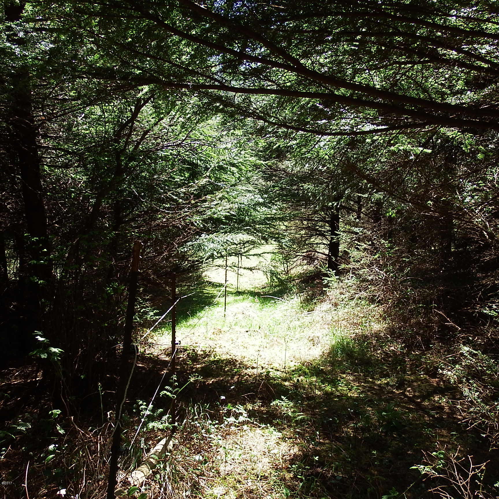 6205 Scherzinger Road Neskowin, OR 97149 - Photo 72 of 88 Wooded Area
