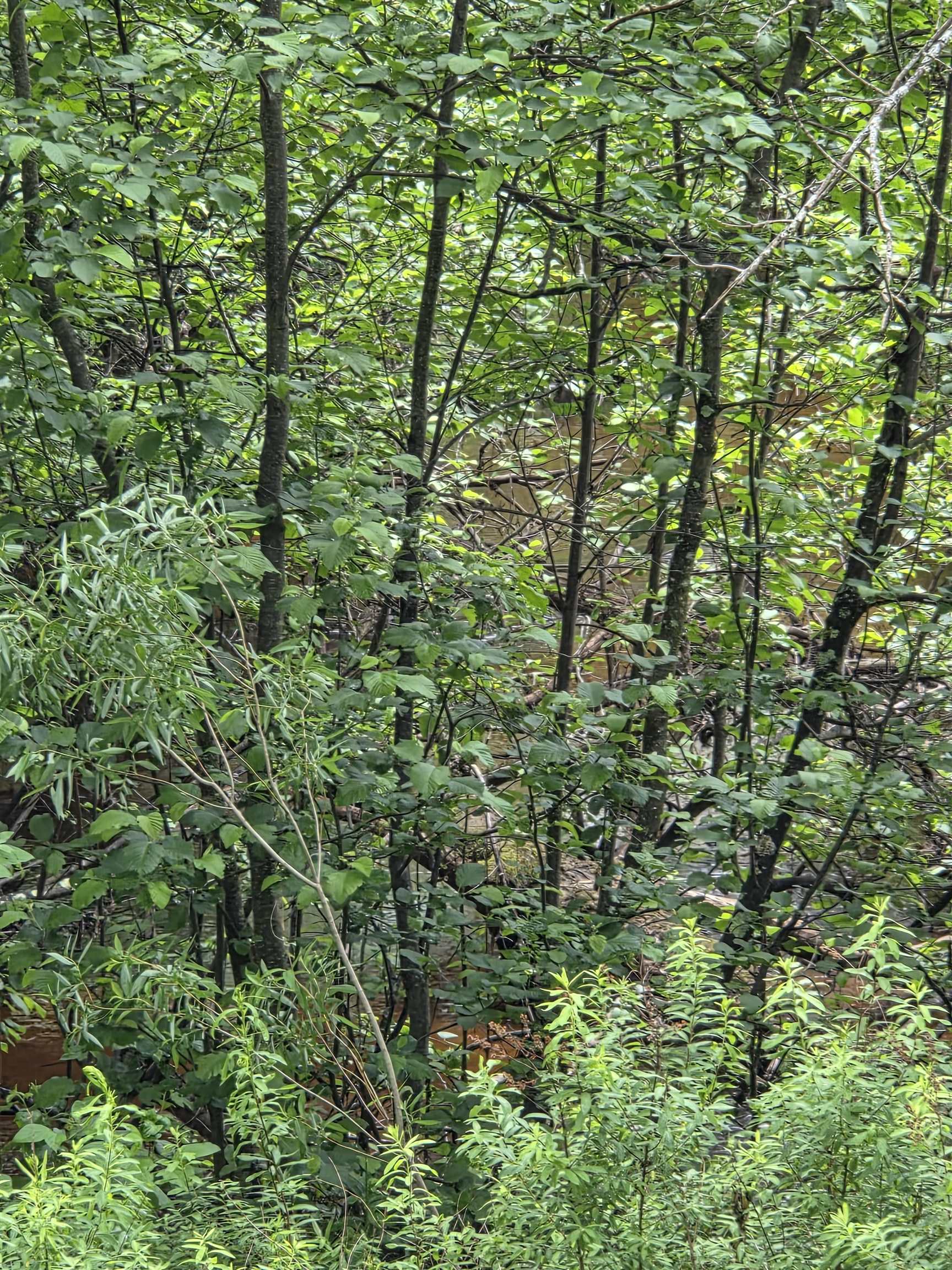 Tower Road Athelstane, WI 54104 - Photo 25 of 25