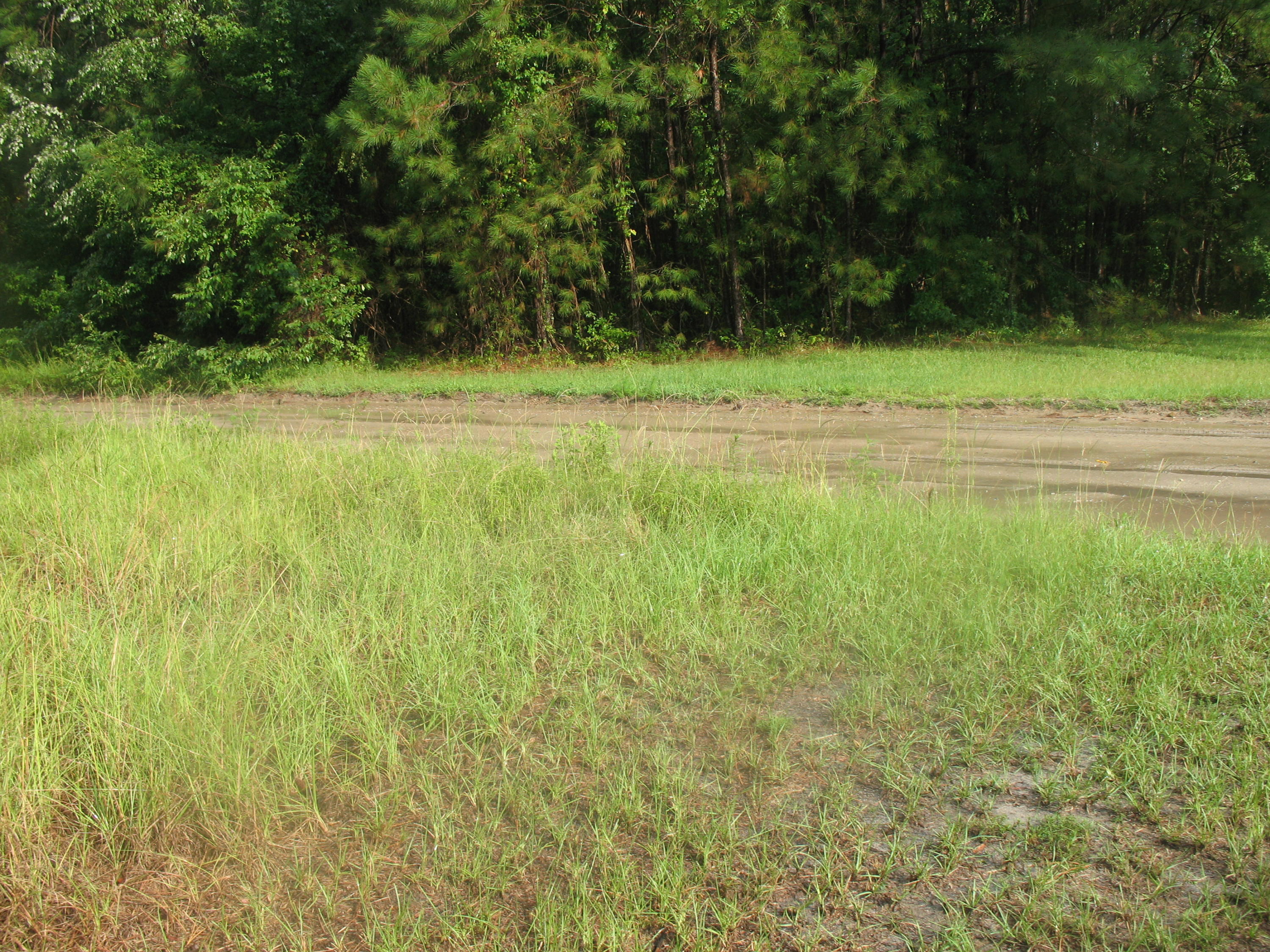 143 Bird Pond Road Reevesville, SC 29471 - Photo 12 of 13 IMG_8479