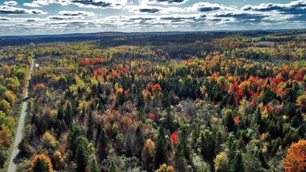 Lot 38 Off Us Rt 1 Highway Houlton, ME 04730 - Photo 9 of 15 90-acres-me-woods-drone