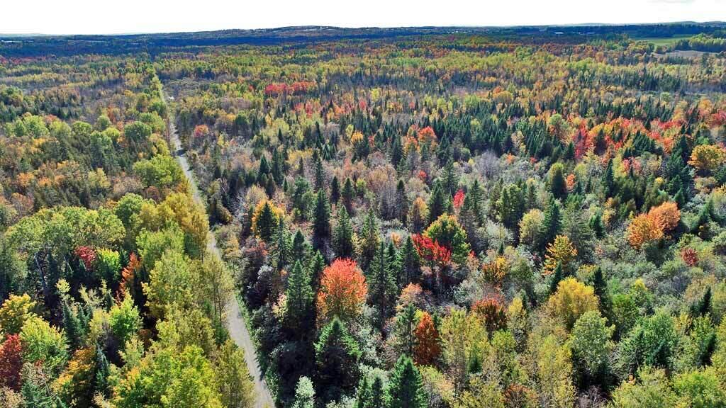 Lot 38 Off Us Rt 1 Highway Houlton, ME 04730 - Photo 10 of 15 land-woodlot-me-acreage