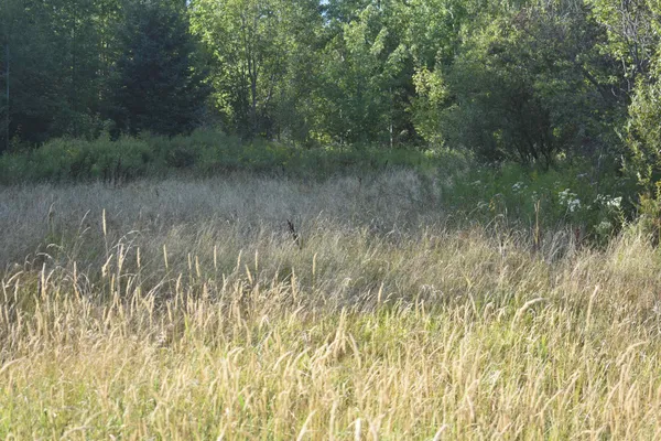 $99,000 | 0 Rt 58, Lowell, VT 05847