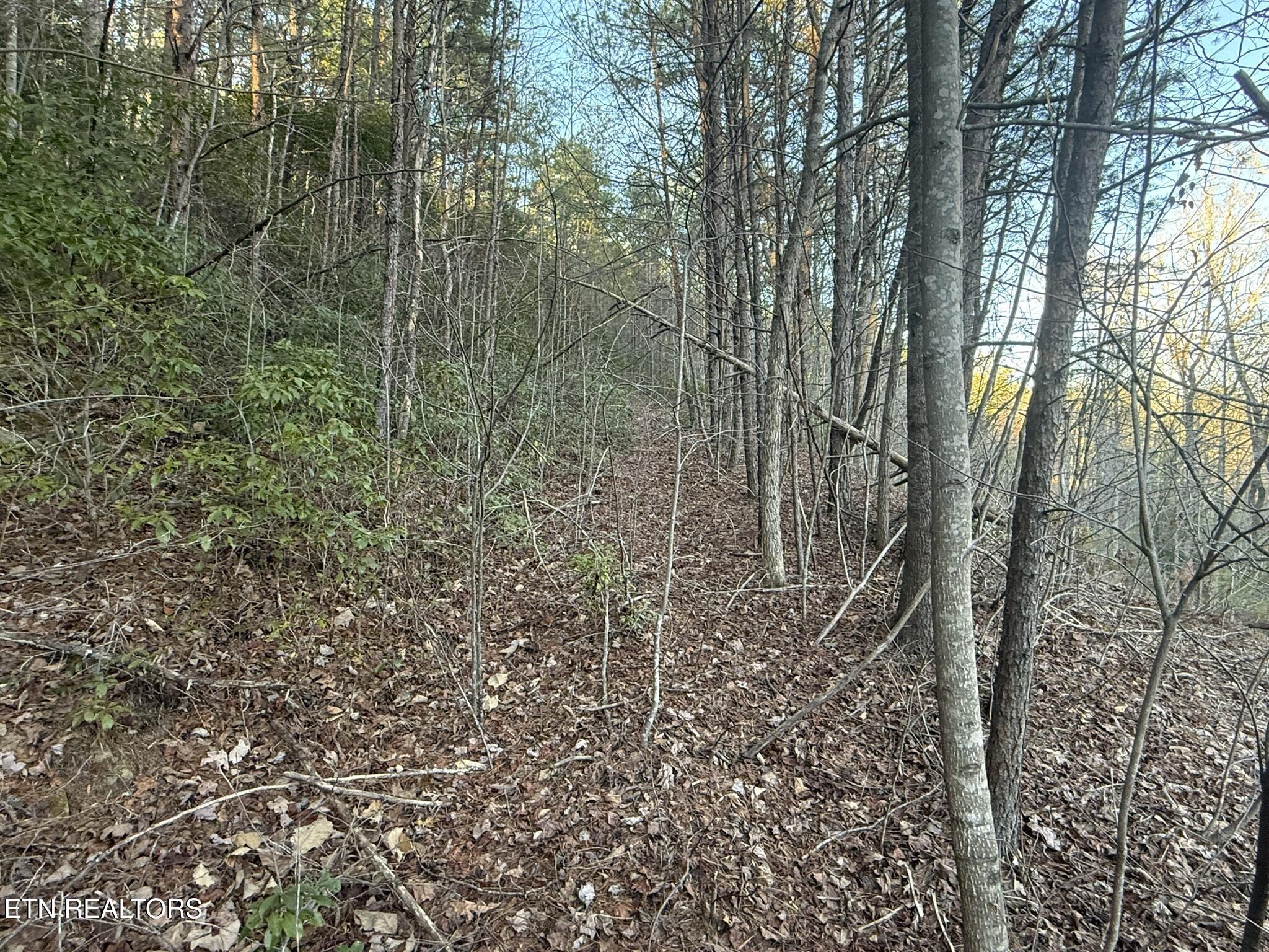 Cooper Hollow Road Tellico Plains, TN 37385 - Photo 13 of 16 IMG_1833