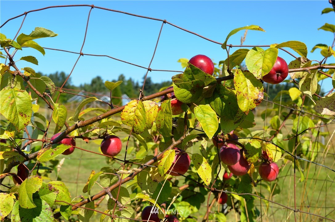7855 Ham Road Custer, WA 98240 - Photo 35 of 39 a view of that has a flower tree