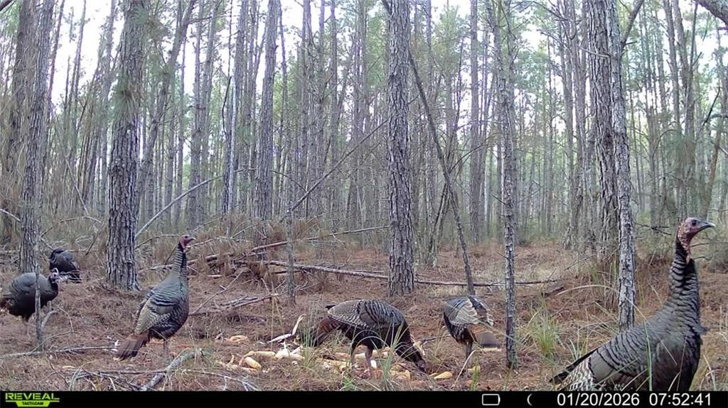 7291 Grey Hawk Road Millwood, GA 31552 - Photo 73 of 74