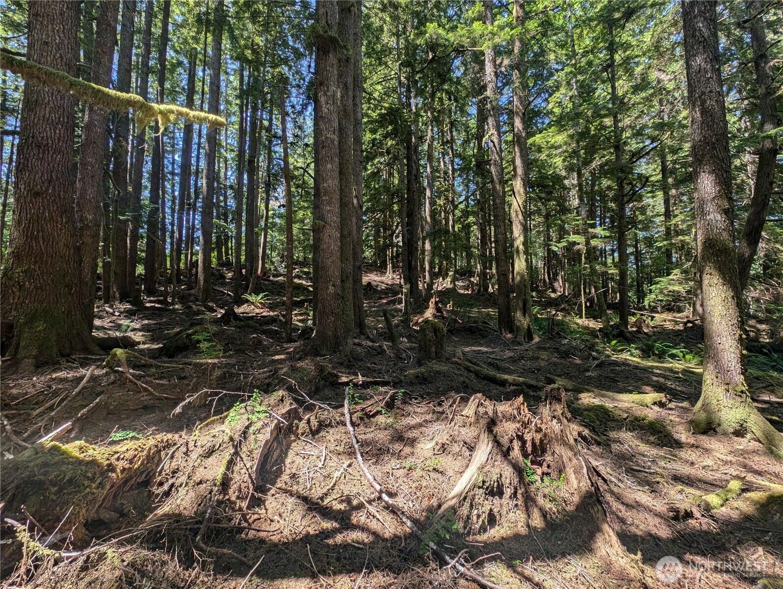 999 Kallman Road Forks, WA 98331 - Photo 13 of 32 a view of a backyard with trees