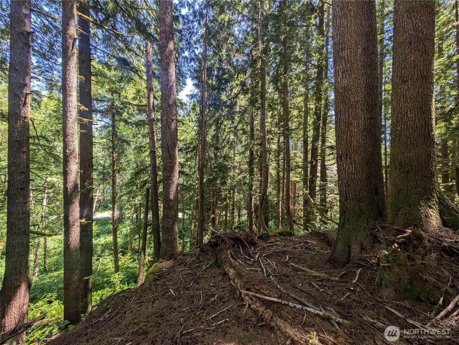 999 Kallman Road Forks, WA 98331 - Photo 15 of 32 a view of a forest that has large trees