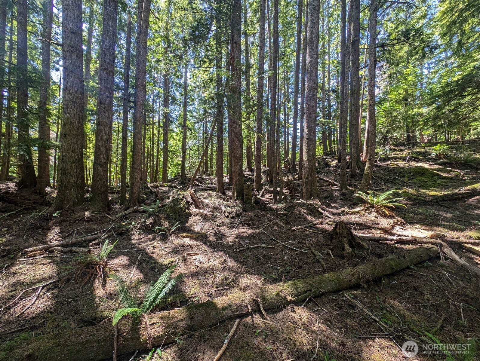 999 Kallman Road Forks, WA 98331 - Photo 17 of 32 a view of forest