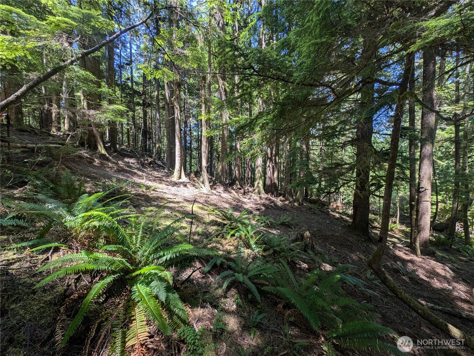 999 Kallman Road Forks, WA 98331 - Photo 19 of 32 a view of tree