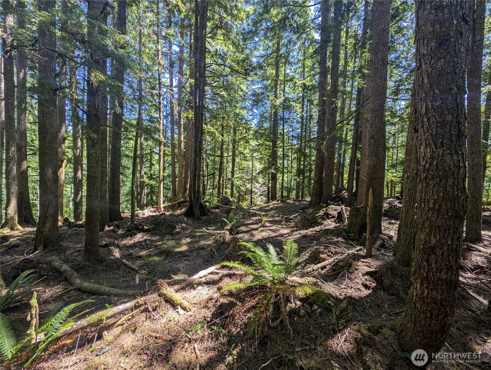 999 Kallman Road Forks, WA 98331 - Photo 20 of 32 a backyard of a house with lots of green space