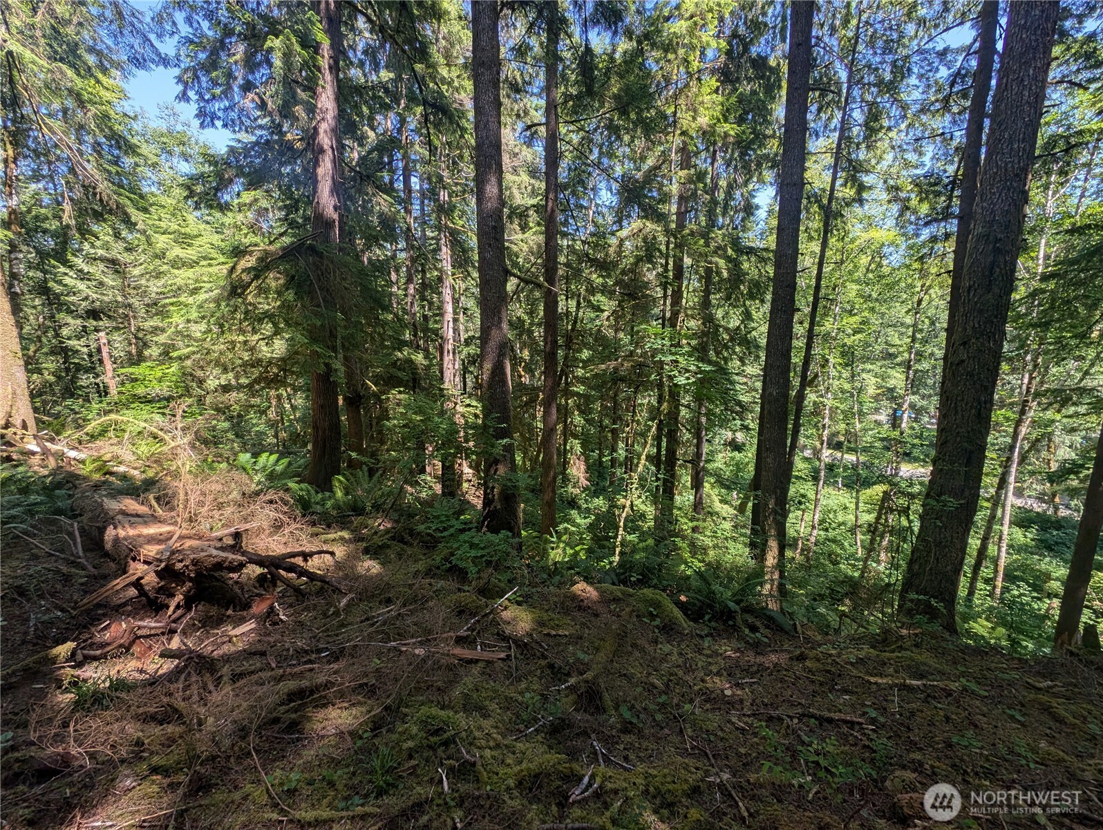 999 Kallman Road Forks, WA 98331 - Photo 21 of 32 a view of forest