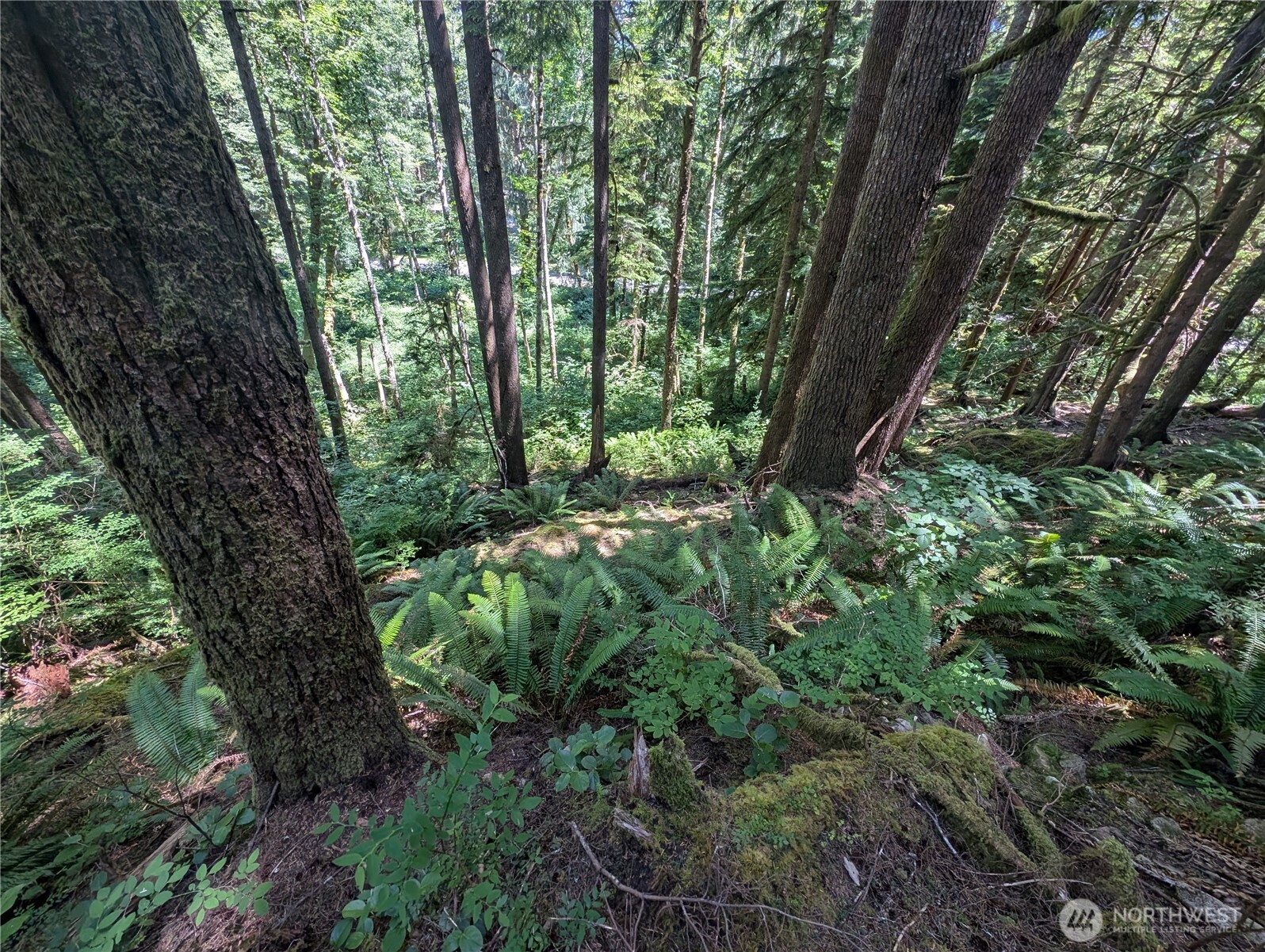 999 Kallman Road Forks, WA 98331 - Photo 22 of 32 a view of a garden with plants and trees