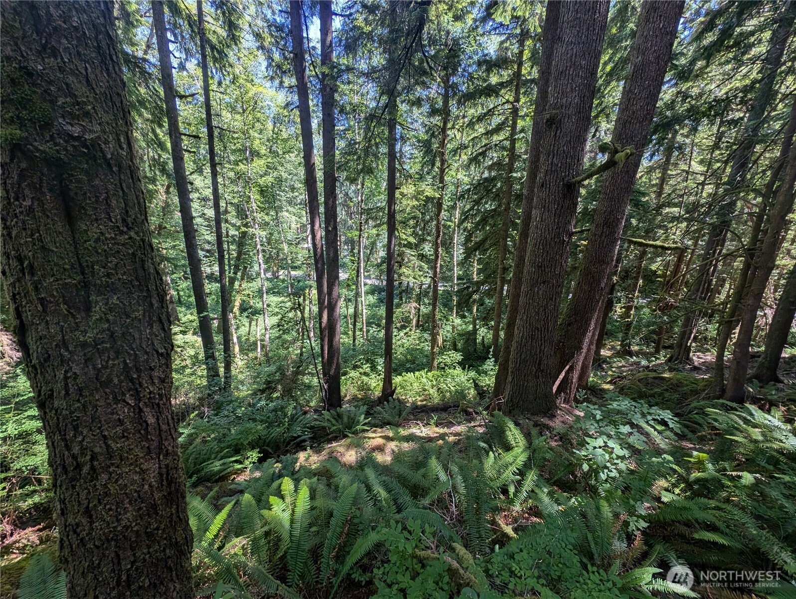 999 Kallman Road Forks, WA 98331 - Photo 24 of 32 a view of forest
