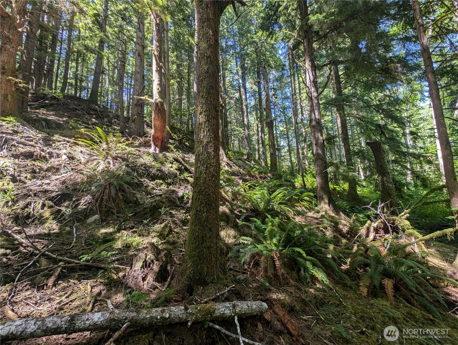 999 Kallman Road Forks, WA 98331 - Photo 25 of 32 a view of a forest with trees