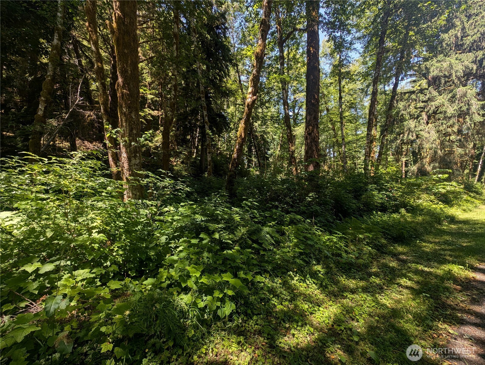 999 Kallman Road Forks, WA 98331 - Photo 28 of 32 a view of a lush green forest