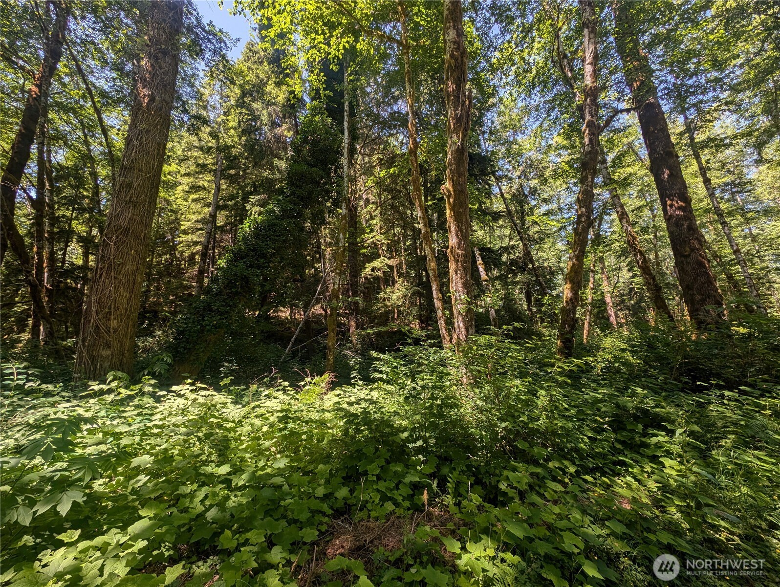 999 Kallman Road Forks, WA 98331 - Photo 5 of 32 a view of outdoor space and a yard