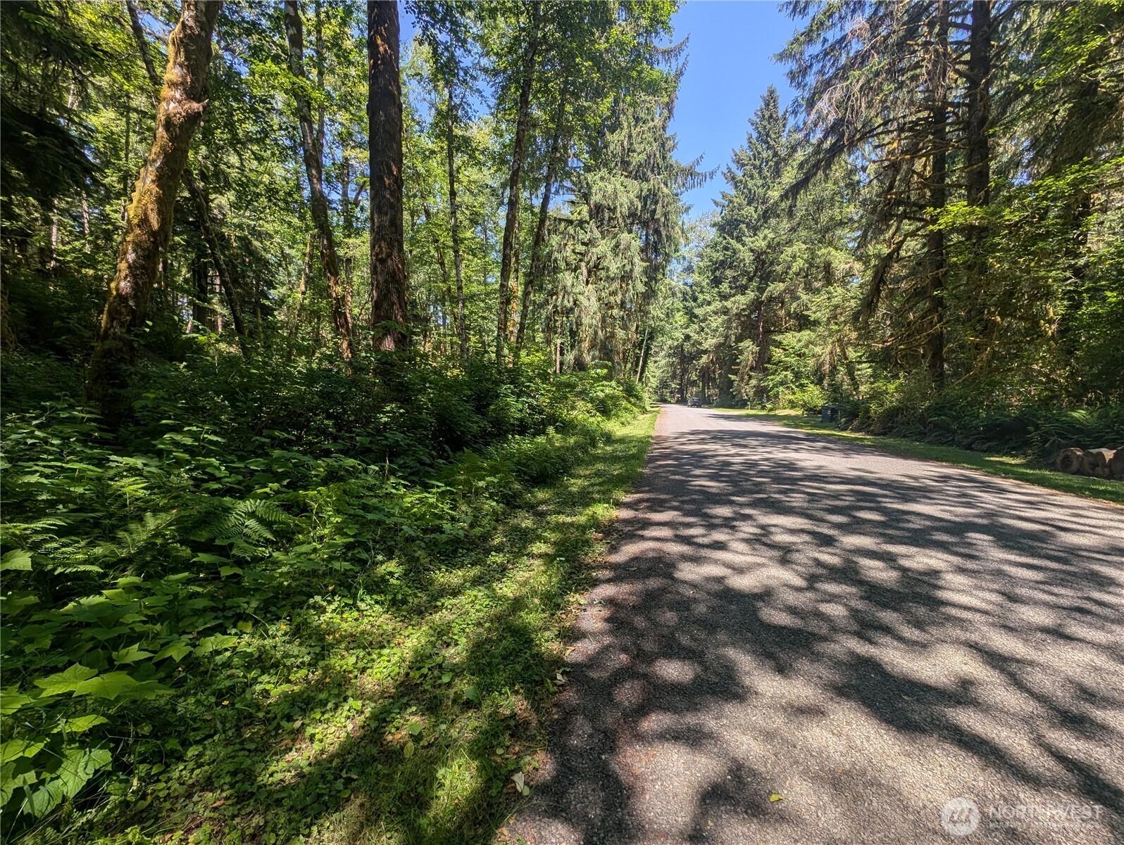 999 Kallman Road Forks, WA 98331 - Photo 5 of 32 a view of a forest with trees