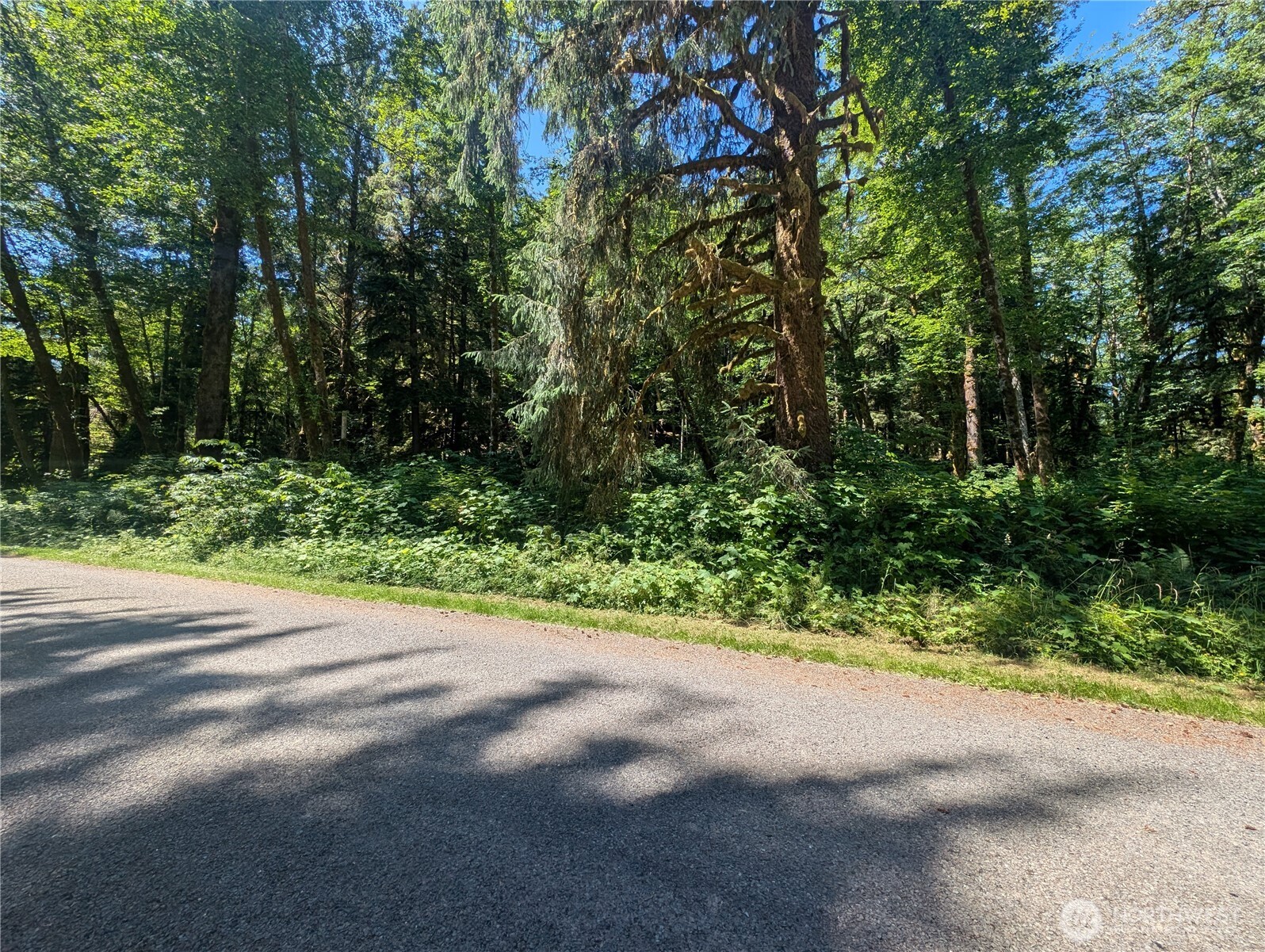 999 Kallman Road Forks, WA 98331 - Photo 6 of 32 a view of a yard with plants and large trees