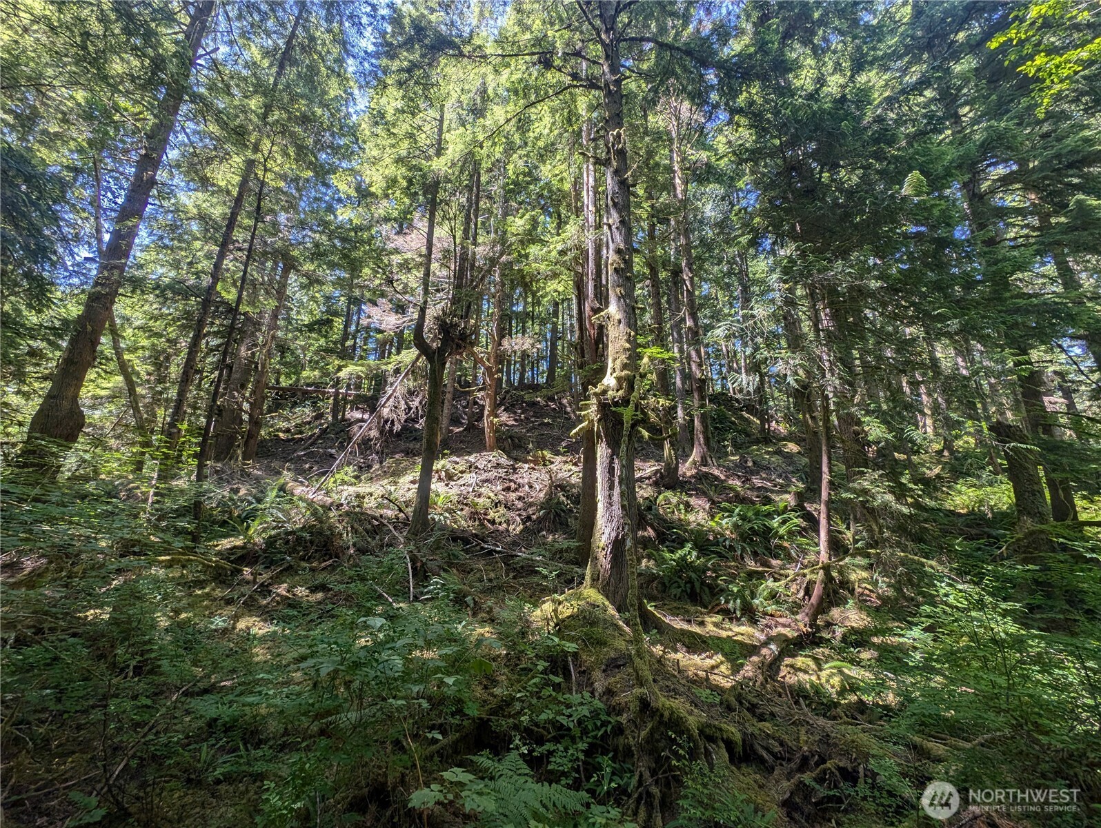 999 Kallman Road Forks, WA 98331 - Photo 6 of 32 a view of forest