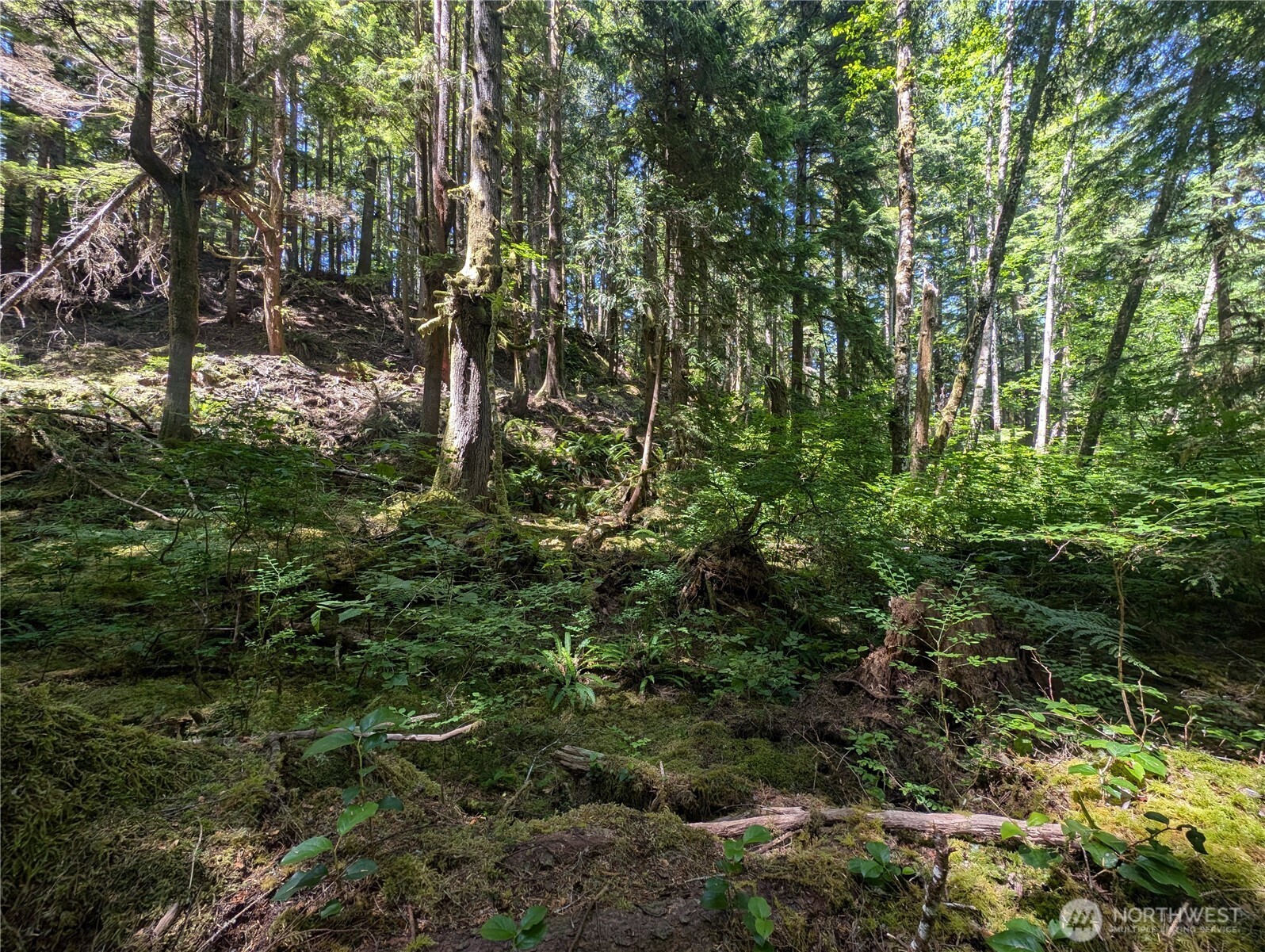 999 Kallman Road Forks, WA 98331 - Photo 7 of 32 a view of forest