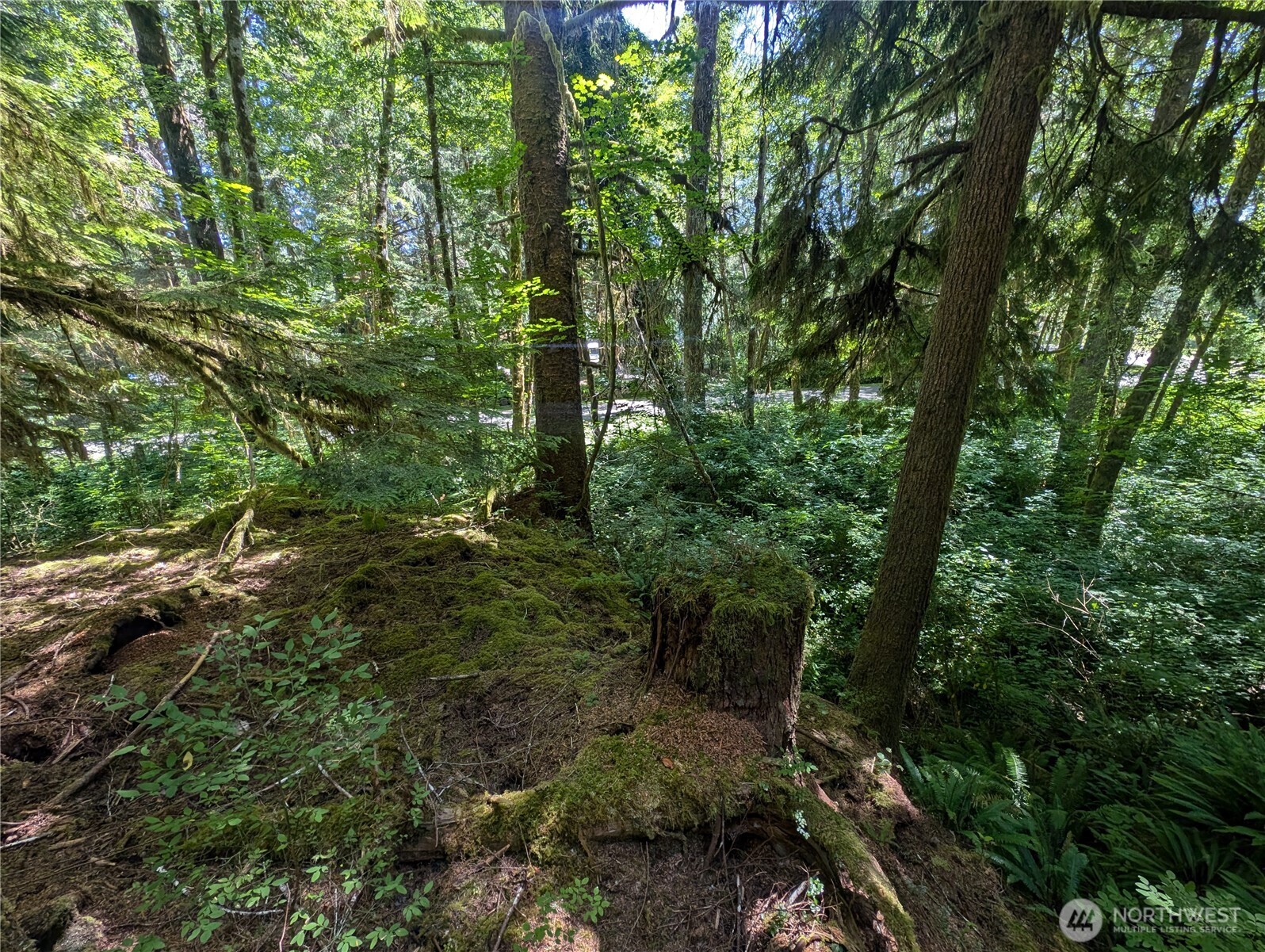 999 Kallman Road Forks, WA 98331 - Photo 8 of 32 a view of a forest with trees