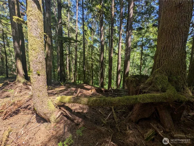 a view of backyard with green space