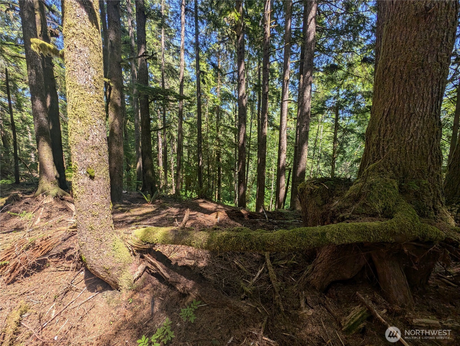 999 Kallman Road Forks, WA 98331 - Photo 8 of 32 a view of backyard with green space
