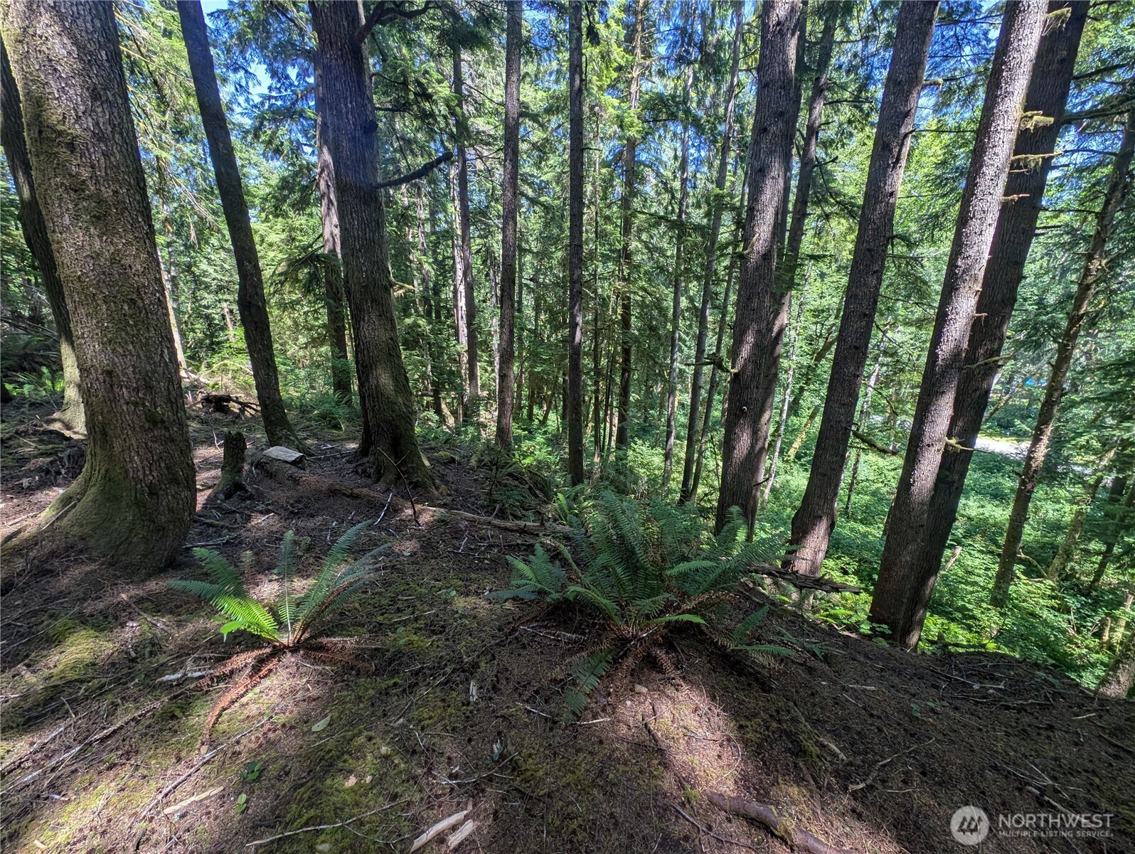 999 Kallman Road Forks, WA 98331 - Photo 10 of 32 a backyard of a house with lots of green space
