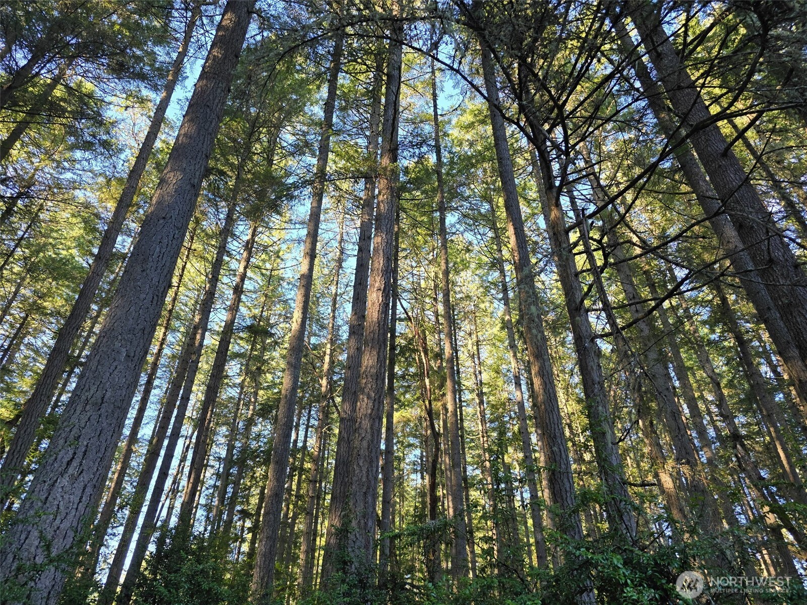 11620 Mill Place Anderson Island, WA 98303 - Photo 3 of 6 a yard with tall trees