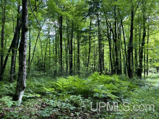 40-acres New DNR Road Crystal Falls, MI 49920 - Photo 14 of 46