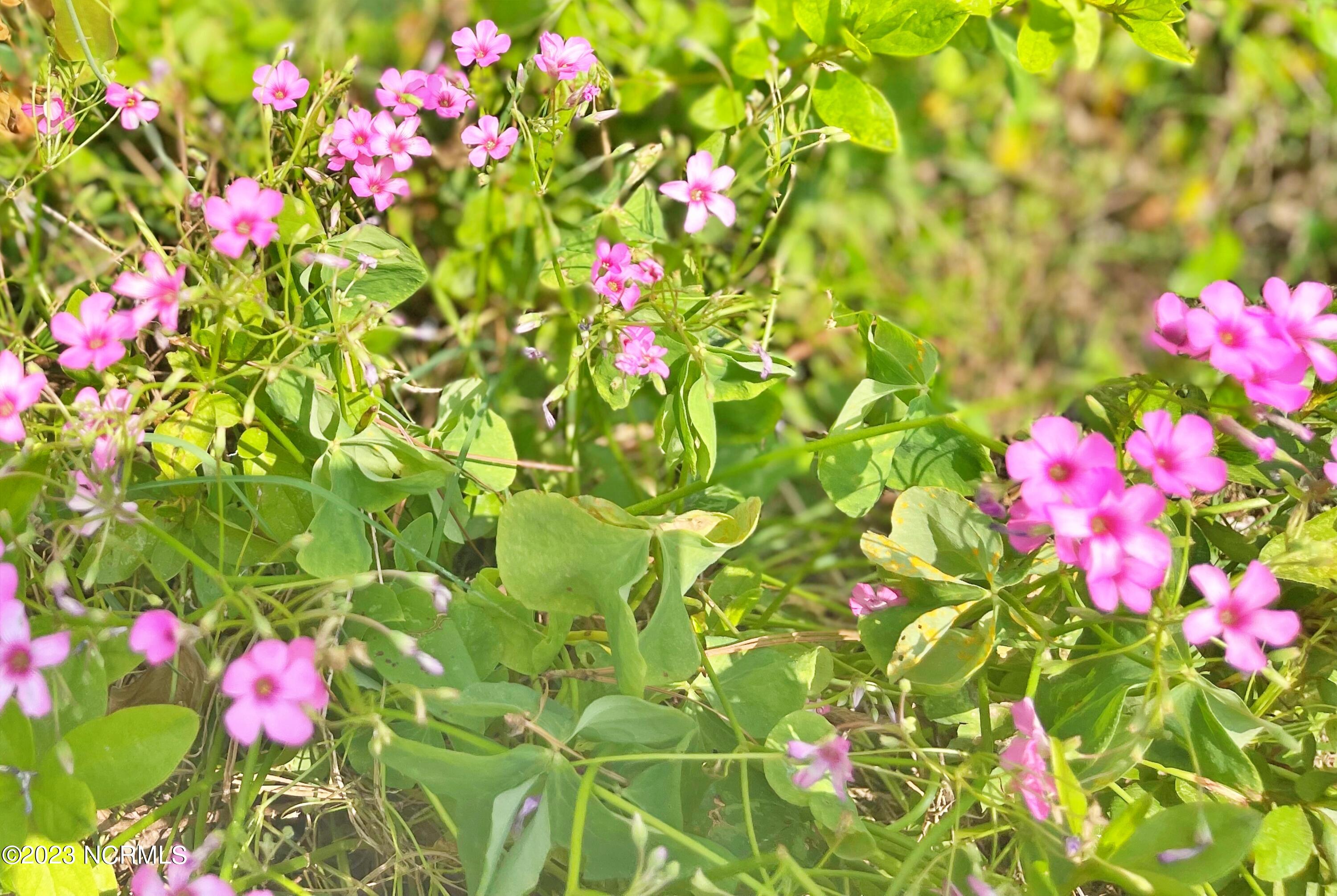 925 Willis Neck Road Vanceboro, NC 28586 - Photo 7 of 27 FLOWERS
