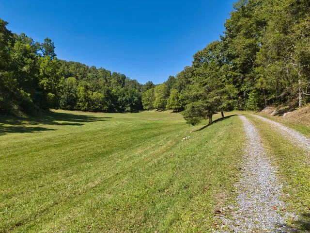 a view of a yard with a tree