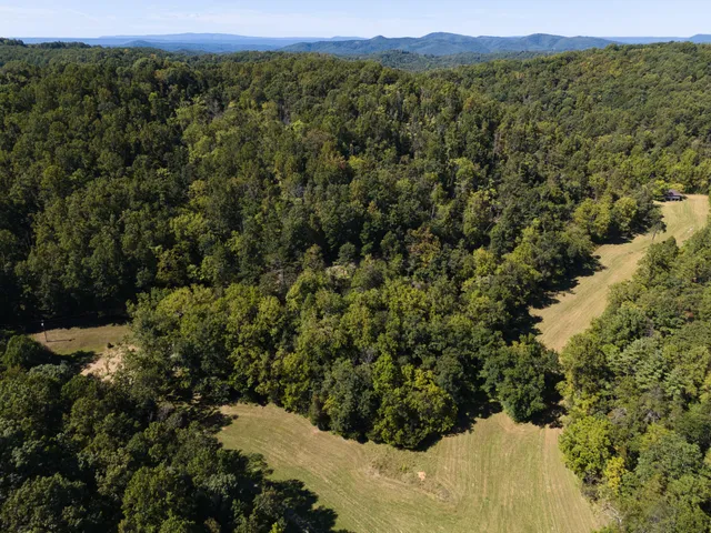 a view of a forest with a lake