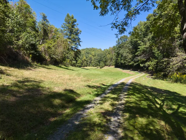 a view of a yard with a tree