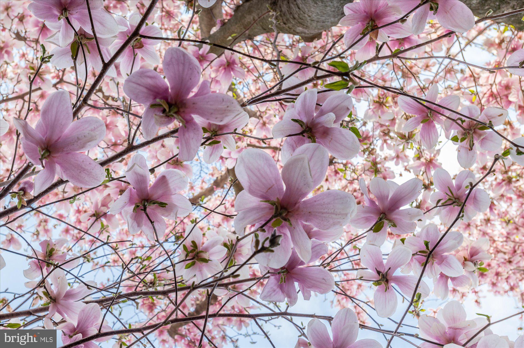512 Independence Avenue Southeast Washington, DC 20003 - Photo 28 of 28 Blooming magnolia tulip tree!
