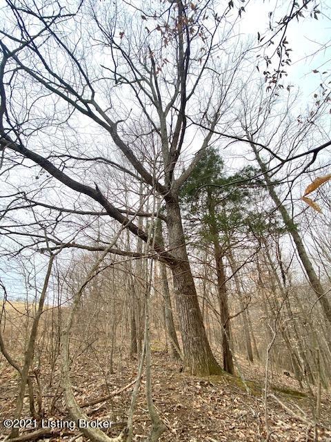 11000 Anneta Road Leitchfield, KY 42754 - Photo 18 of 34 tree