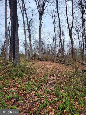 a view of backyard with large trees