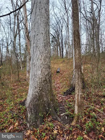 a view of a yard with trees in the background