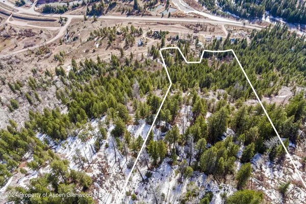 a close up of a tree