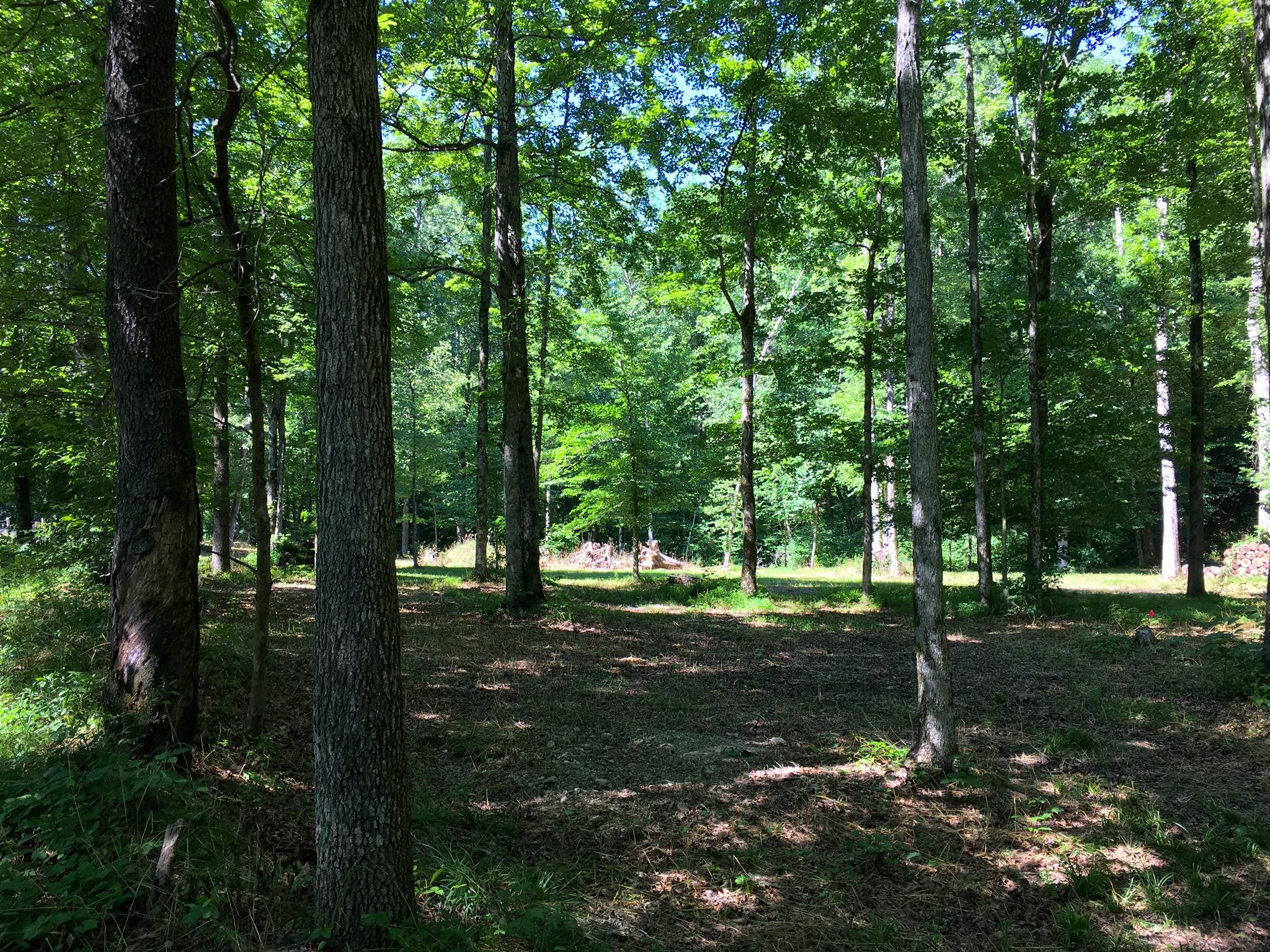 0 Curtis Road Leoma, TN 38468 - Photo 8 of 13 Gallery Image 8