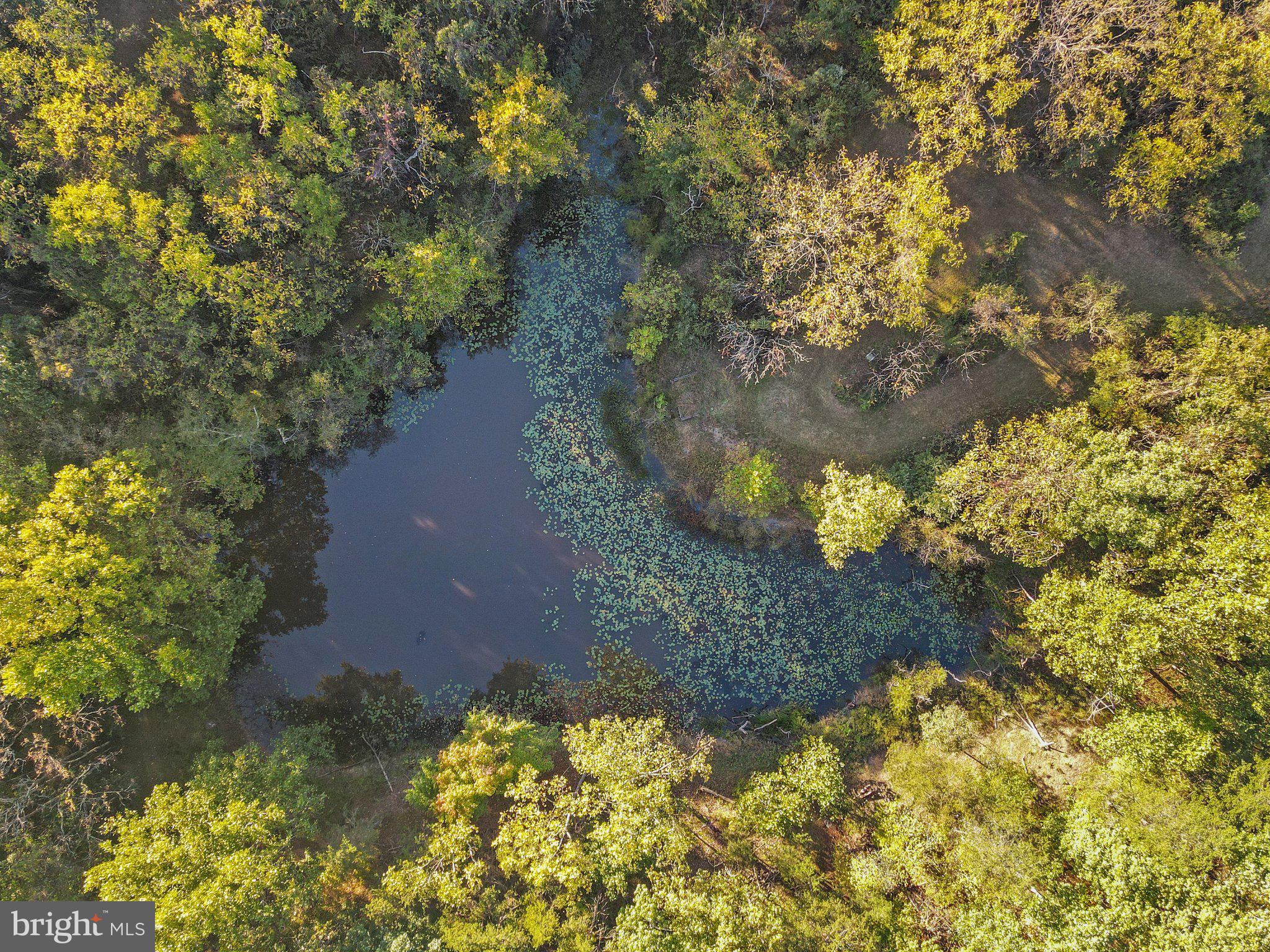 10819 Shanktown Road Big Pool, MD 21711 - Photo 12 of 79 a view of a yard with plants and large trees
