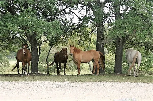 $162,000 | 0 Cedar Ridge, Kerrville, TX 78028