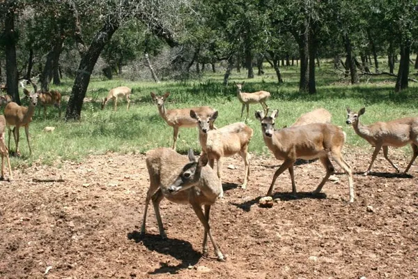 $162,000 | 0 Cedar Ridge, Kerrville, TX 78028