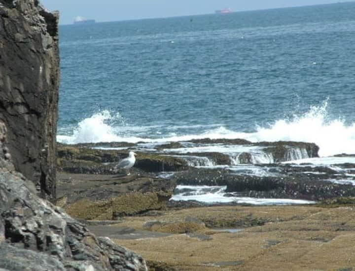 172 Two Lights Road Cape Elizabeth, ME 04107 - Photo 28 of 30 rock waves gull
