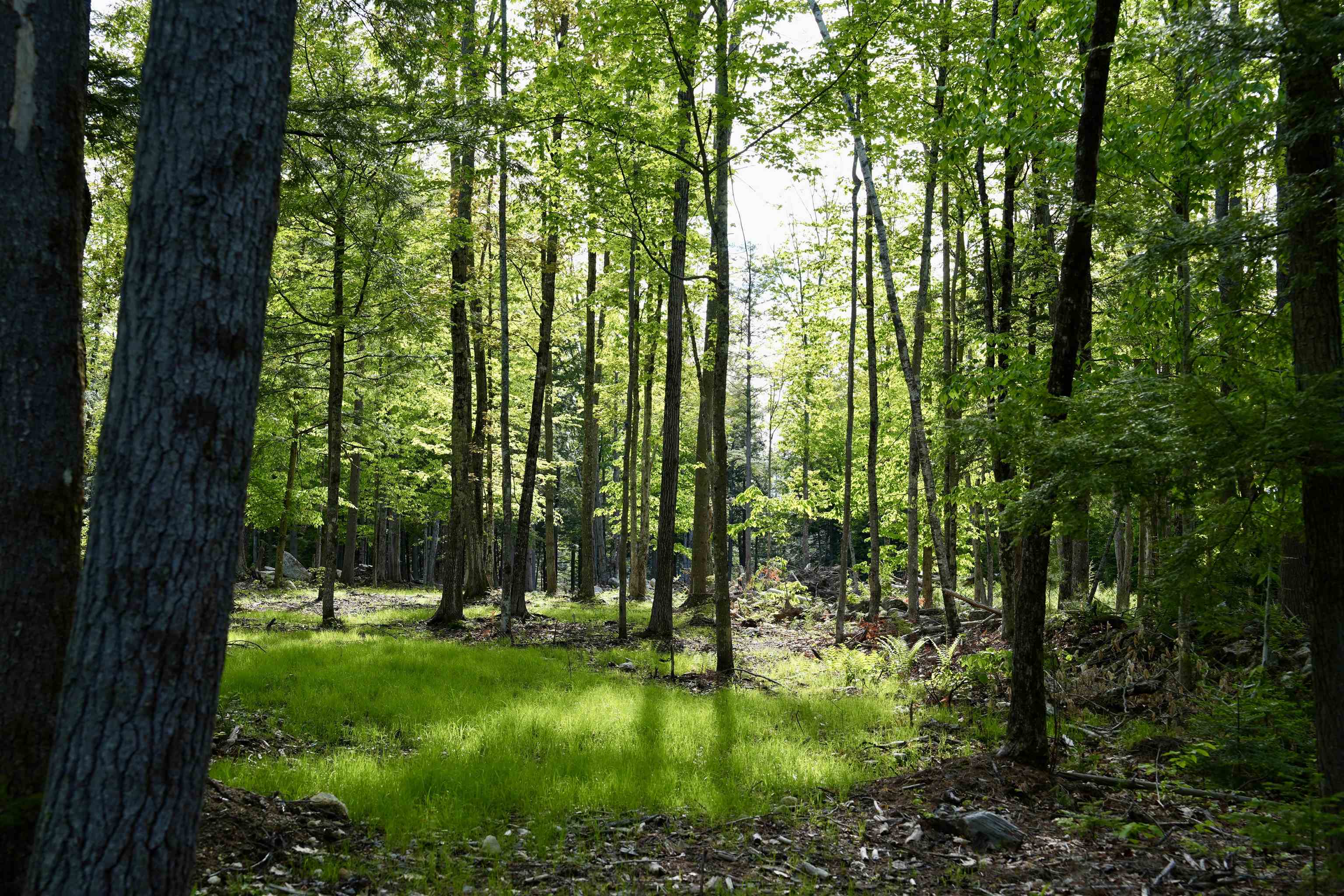 555 Shaker Road North Sutton, NH 03260 - Photo 12 of 22