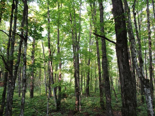 Lot 2 Island Lake Road Hurley, WI 54534 - Photo 3 of 11 Gallery Image 3