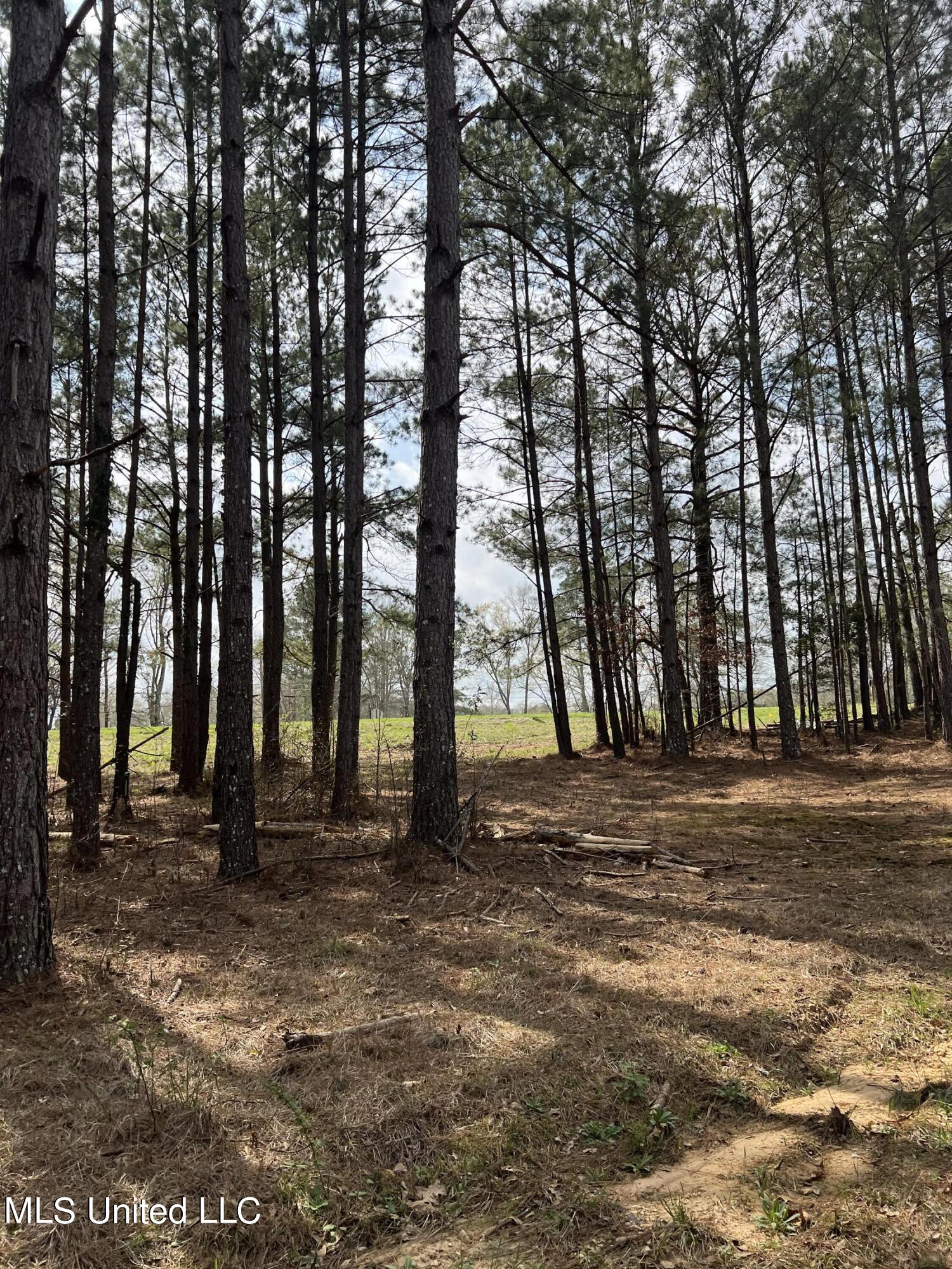 252 White Oak Drive Raleigh, MS 39153 - Photo 17 of 19 IMG_0970