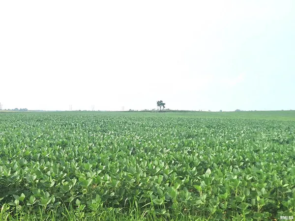 a view of a green field with plants